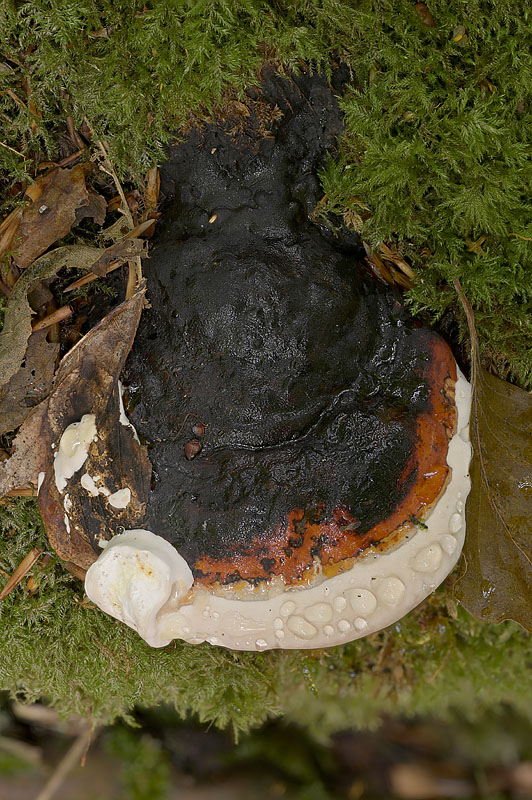 Fomitopsis pinicola